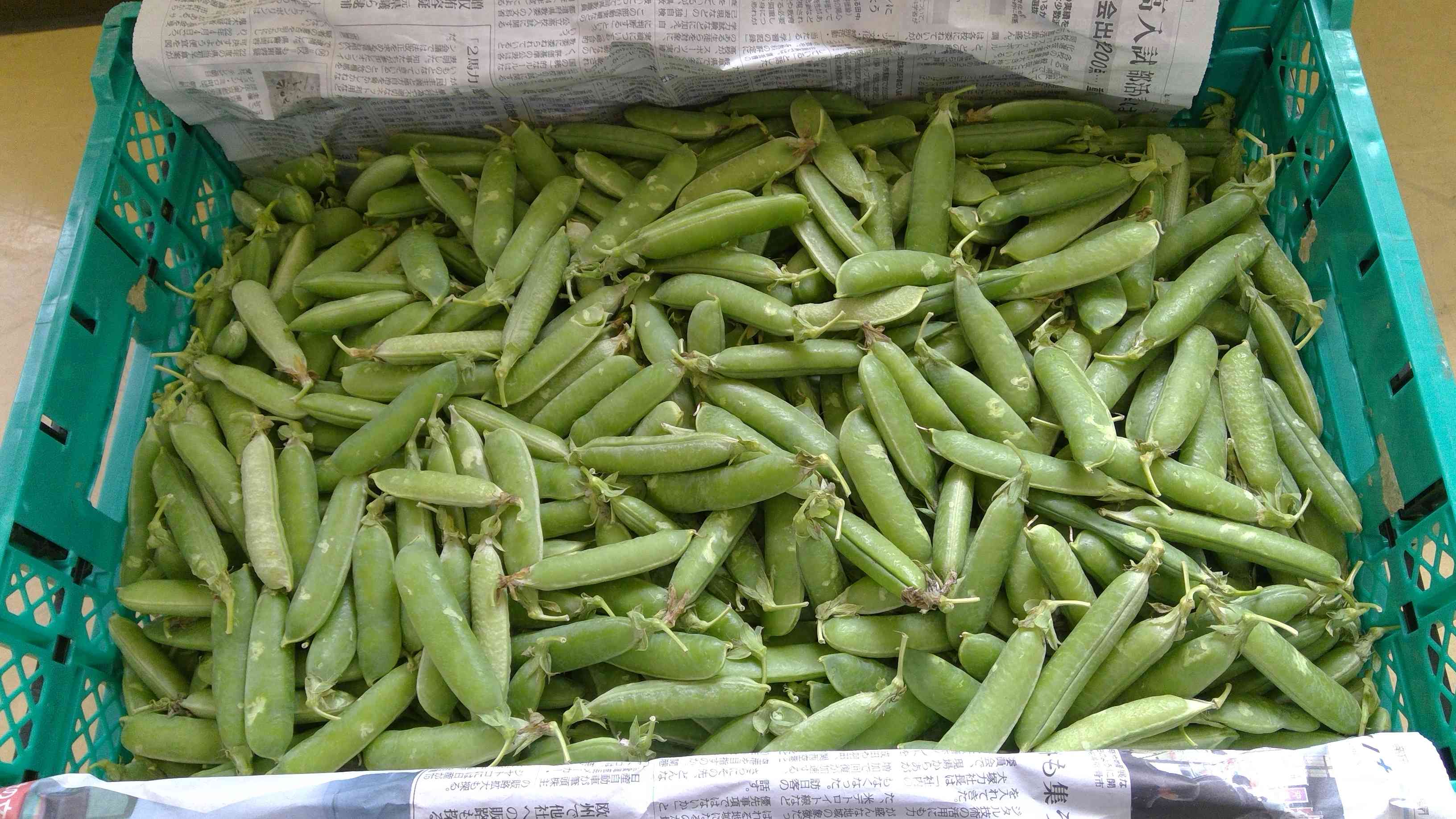 豆ごはん　給食室に届いたグリンピース